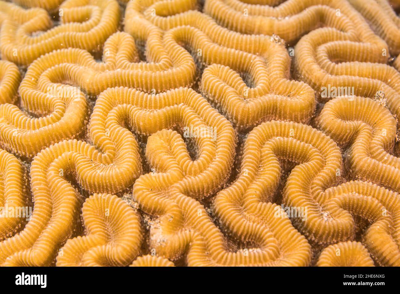Primo piano, macro della morfologia dei coralli nella barriera corallina del Mar dei Caraibi, Curacao Foto Stock