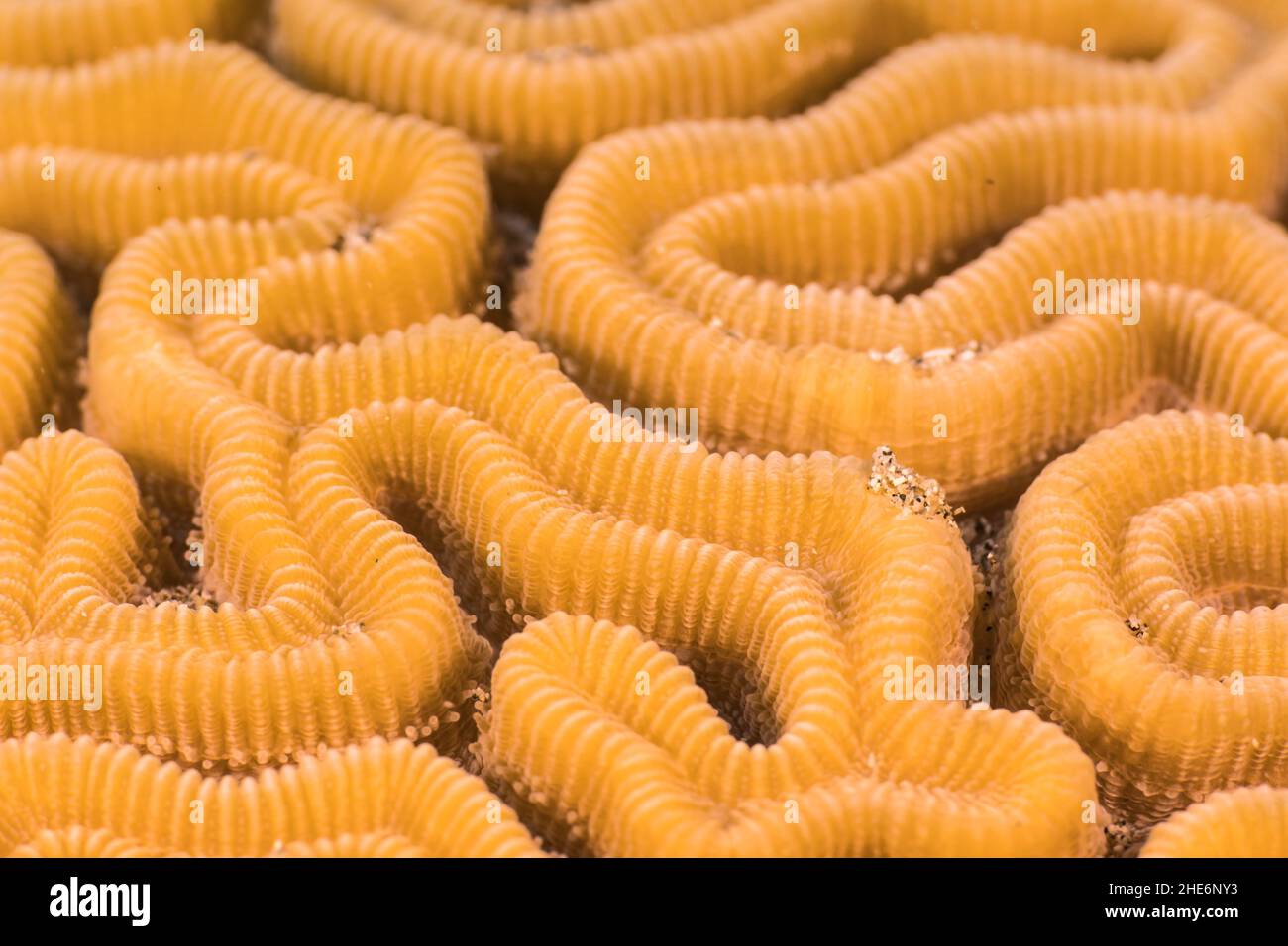 Primo piano, macro della morfologia dei coralli nella barriera corallina del Mar dei Caraibi, Curacao Foto Stock