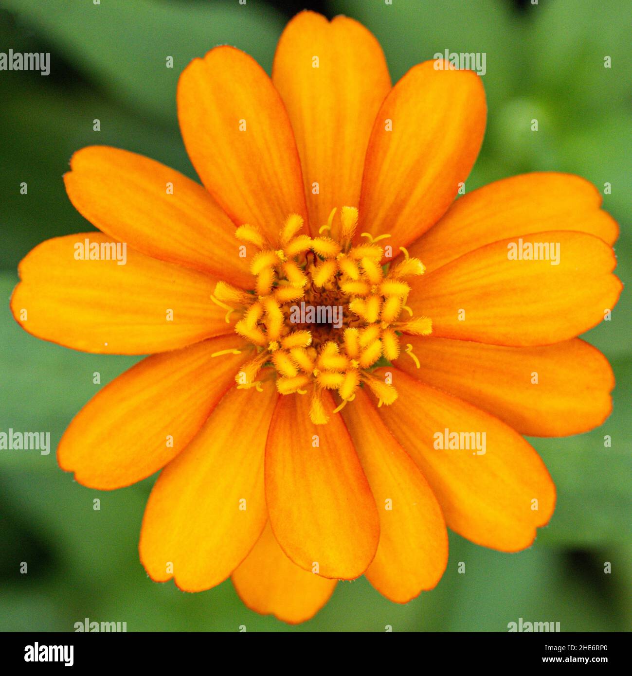 Veduta aerea della volata di Zinnia Foto Stock