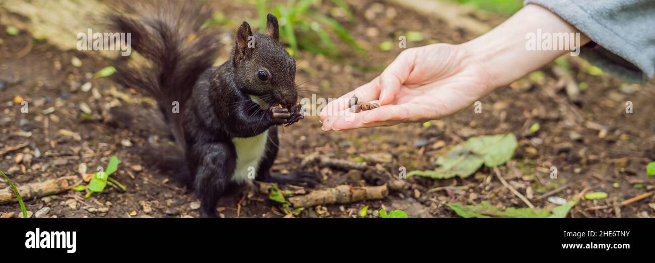 Nutrire lo scoiattolo nel parco autunnale. Mano di un uomo con un dado. Lo scoiattolo è su un albero, mangia dalla palma, bel giorno d'autunno. Esterni, copia Foto Stock