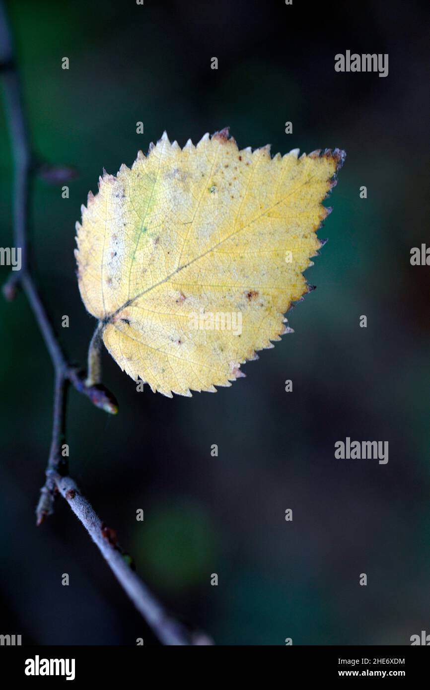 singola foglia autunnale su singolo ramoscello Foto Stock