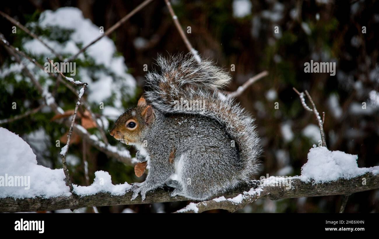 Primo piano da scoiattolo grigio seduto su ramo di albero con neve in inverno Foto Stock