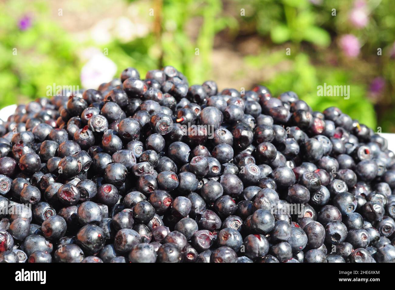 Mirtilli biologici in bellissimo giardino sfondo. Il Vaccinium myrtillus è una specie di arbusto con frutti commestibili di colore blu, comunemente chiamato mirtillo Foto Stock