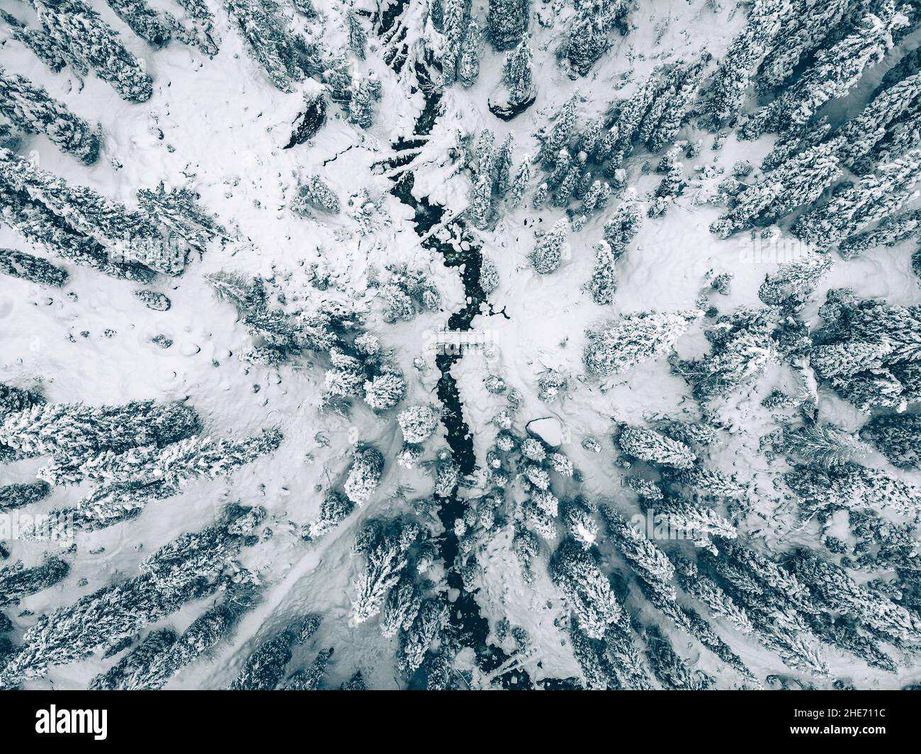 Vista panoramica degli uccelli della foresta innevata. Colpo di drone Foto Stock