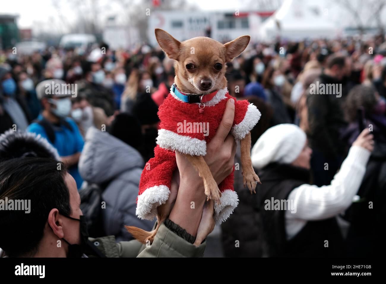 Un attivista per i diritti degli animali partecipa a una manifestazione con il suo cane da compagnia 'Zuzu' che chiede protezione di cani e gatti randagi, a Istanbul, Turchia, 9 gennaio 2022. REUTERS/Murad Sezer Foto Stock