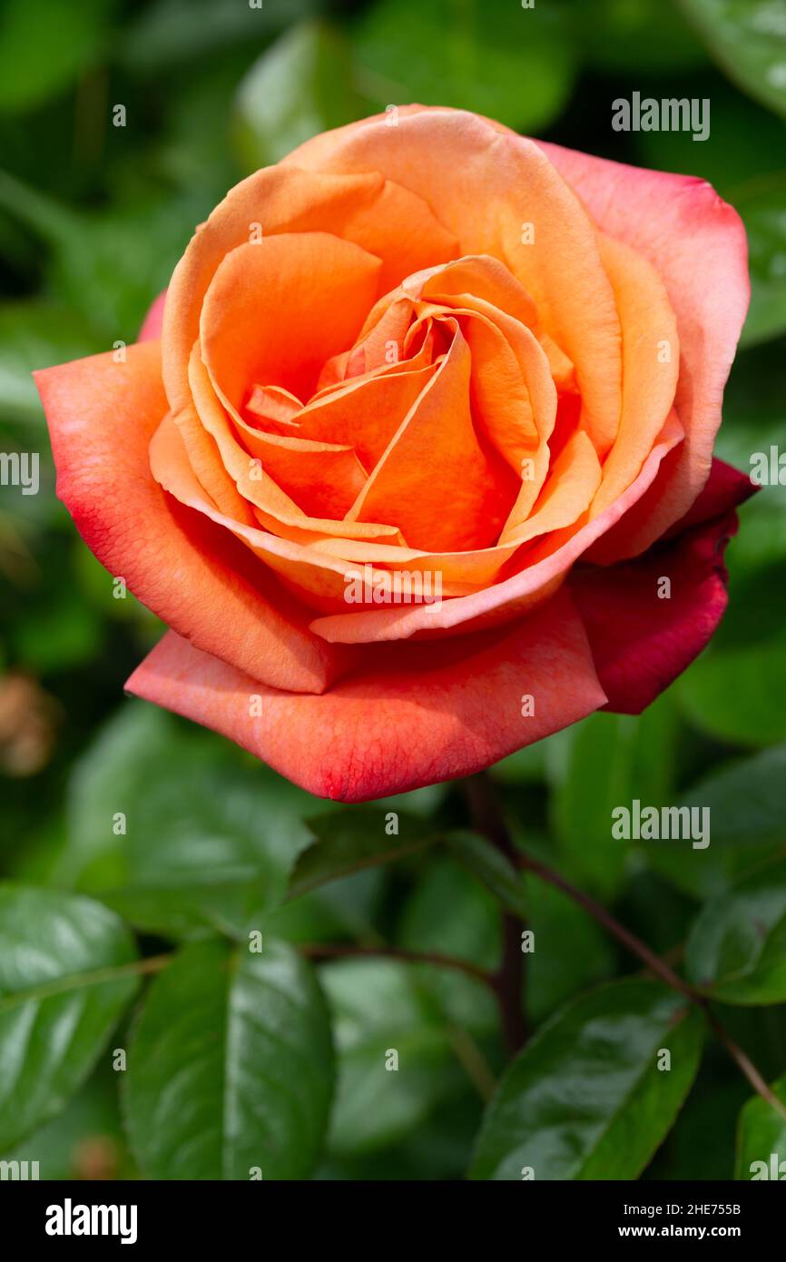 primo piano di rose arancioni in giardino Foto Stock