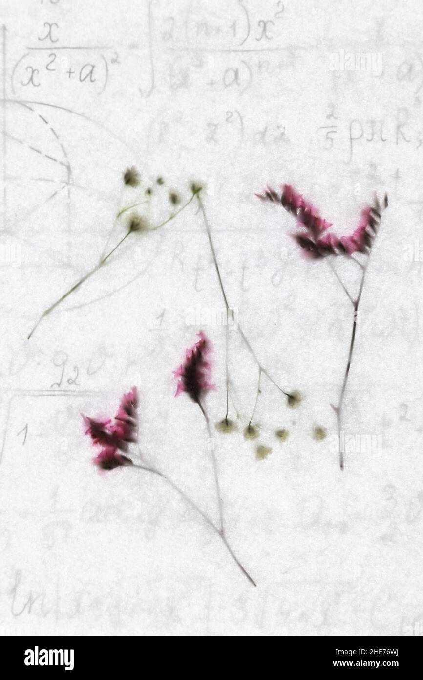 Fiori delicati con uno sfondo matematico di equazione. Foto Stock