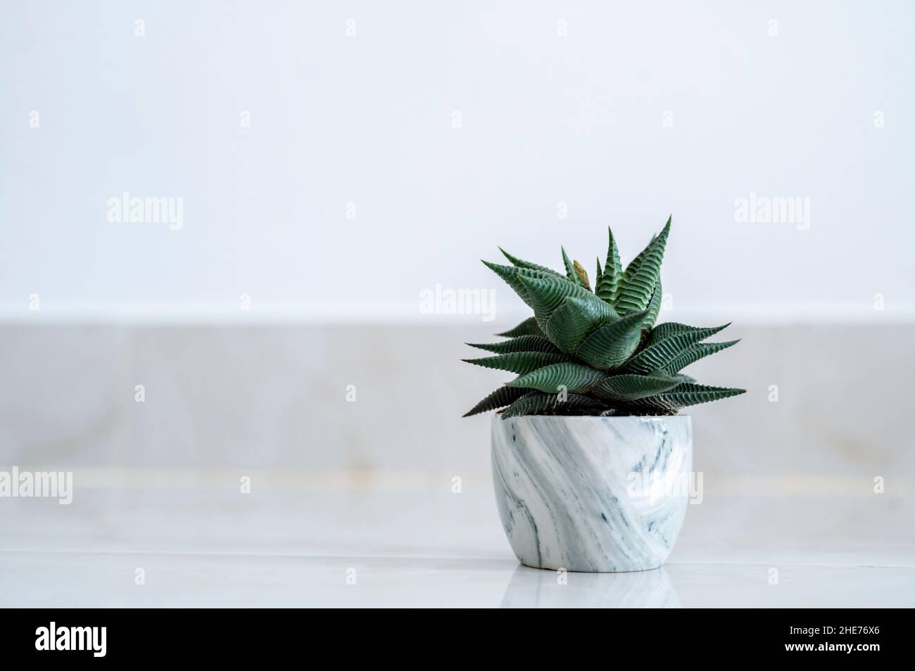 Horthia limifolia Marloth un albero usato per la decorazione in una casa su sfondo bianco Foto Stock