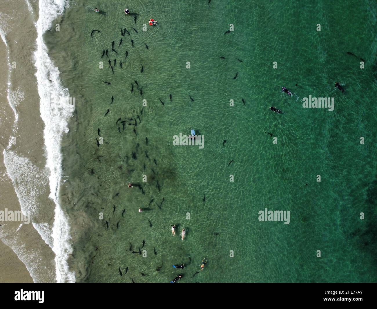 Nuotatori con scuola di squali leopardo - Triakis semifasciata Foto Stock