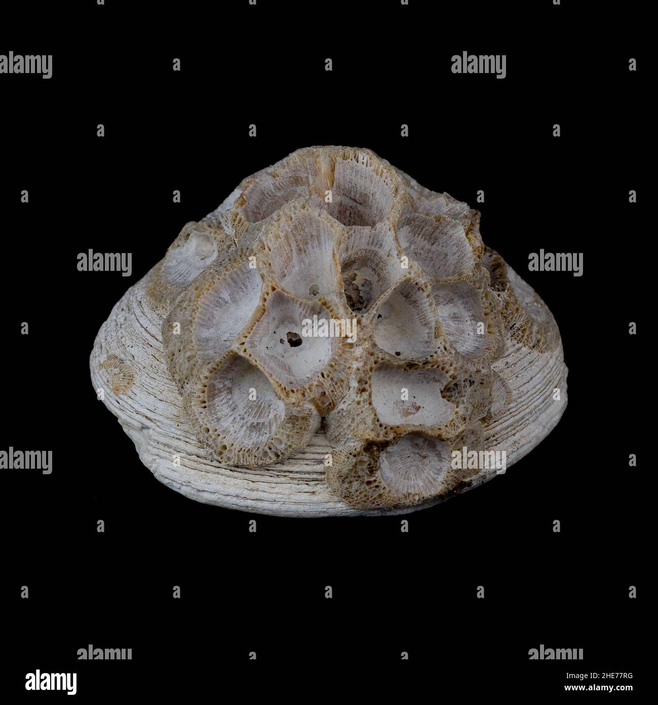 Foto di un alabastro e sfondo nero Foto Stock