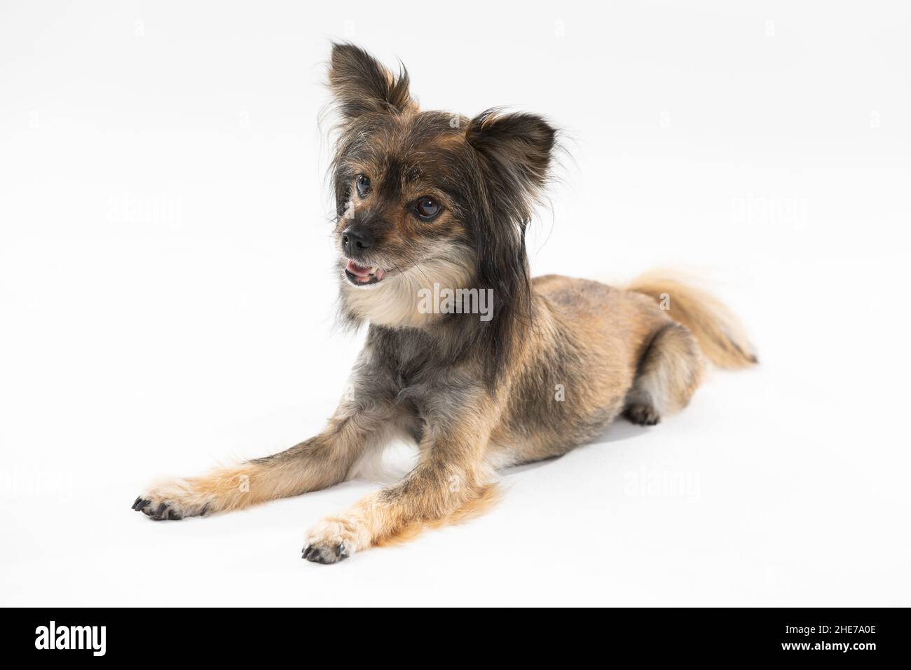 Piccolo cane carino si trova con bocca aperta su sfondo bianco fotocamera di fronte. Cane di razza multipla. Foto Stock