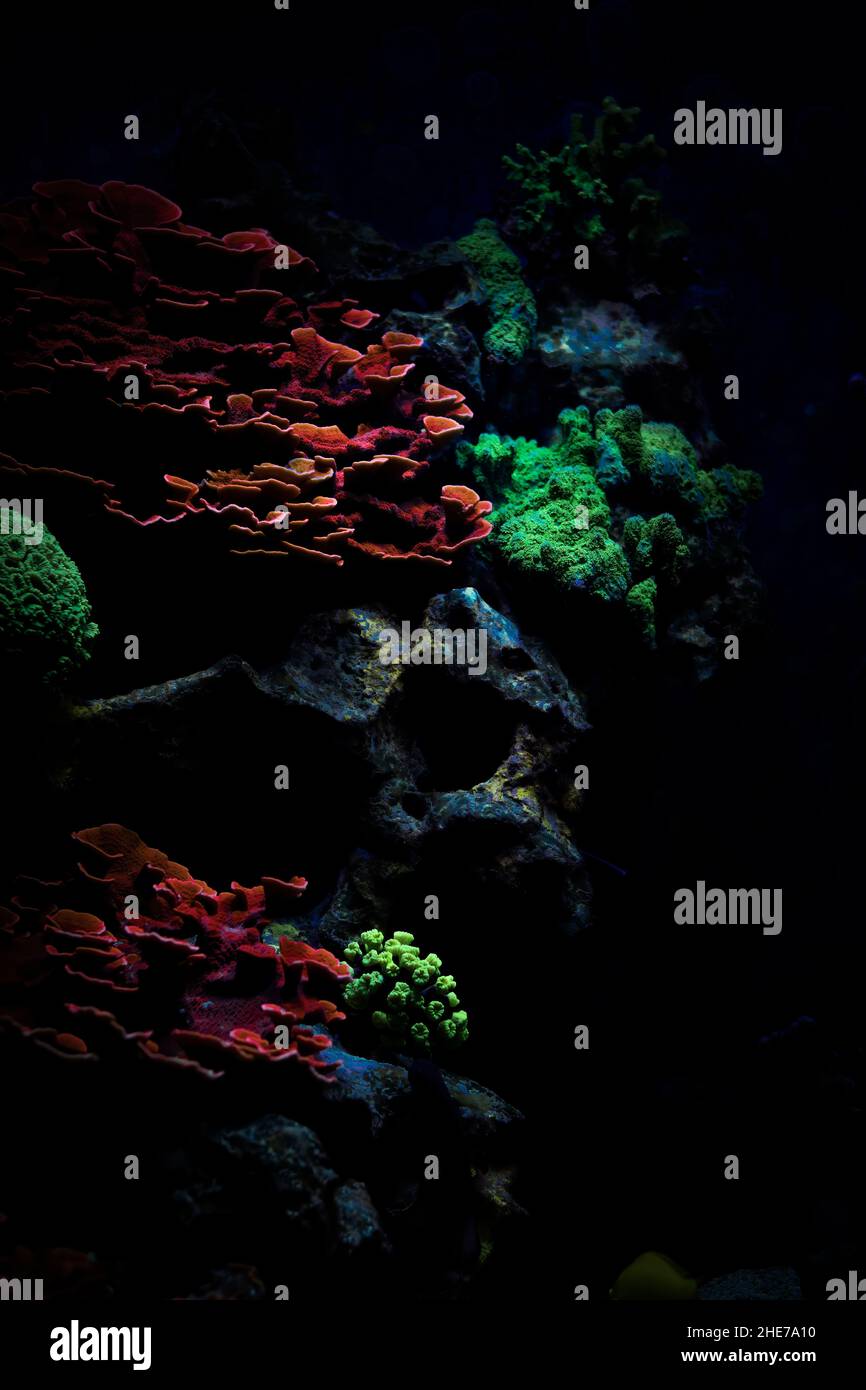 Grande colonia di corallo di Montipori, piccolo corallo di polyp (SPS) Foto Stock