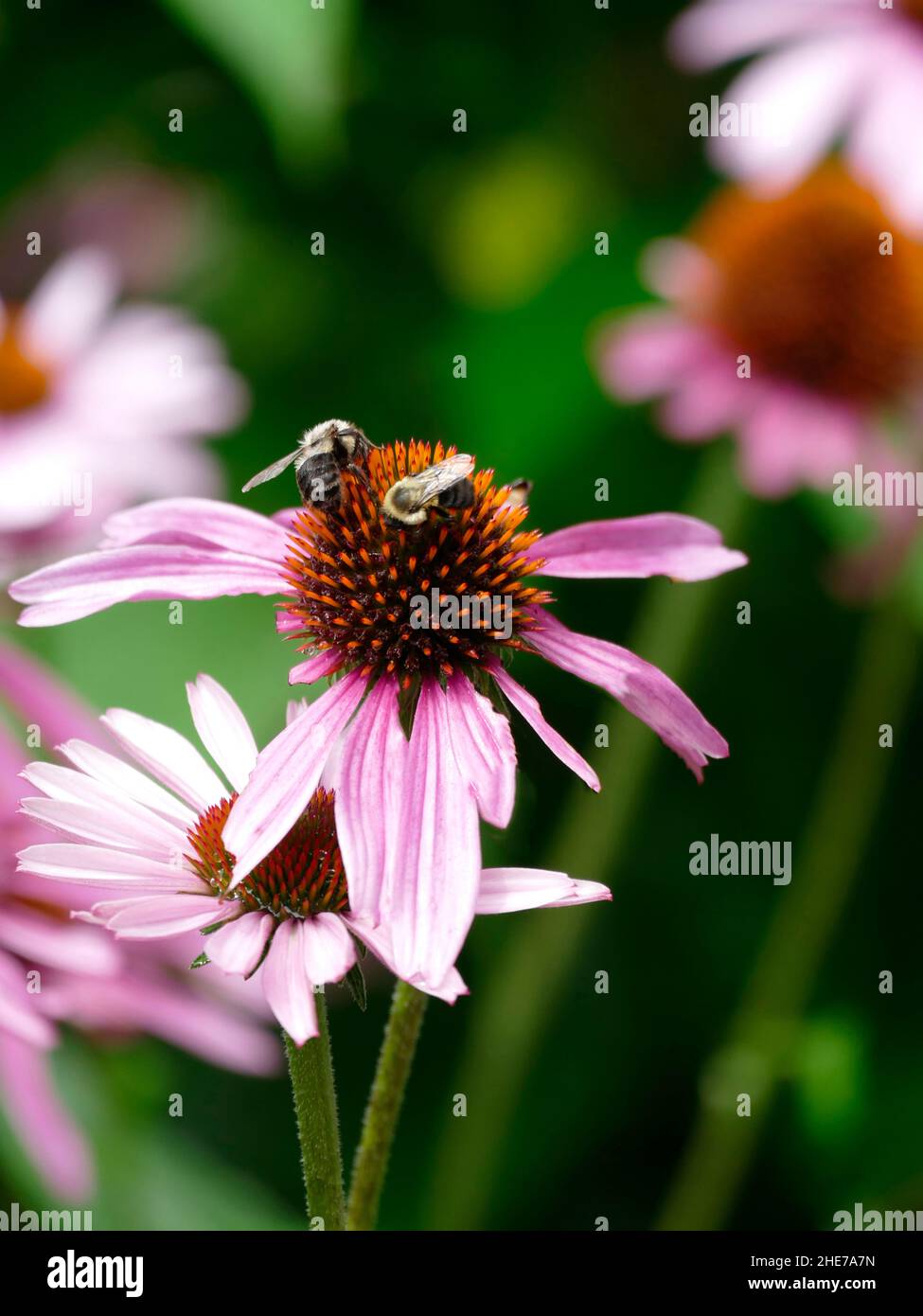 Bumblebee e testa di fiore di Echinacea rosa, impollinating, foto di scorta selettiva di fuoco, due Bumblebee in un giardino che si nutre su un Coneflower Foto Stock