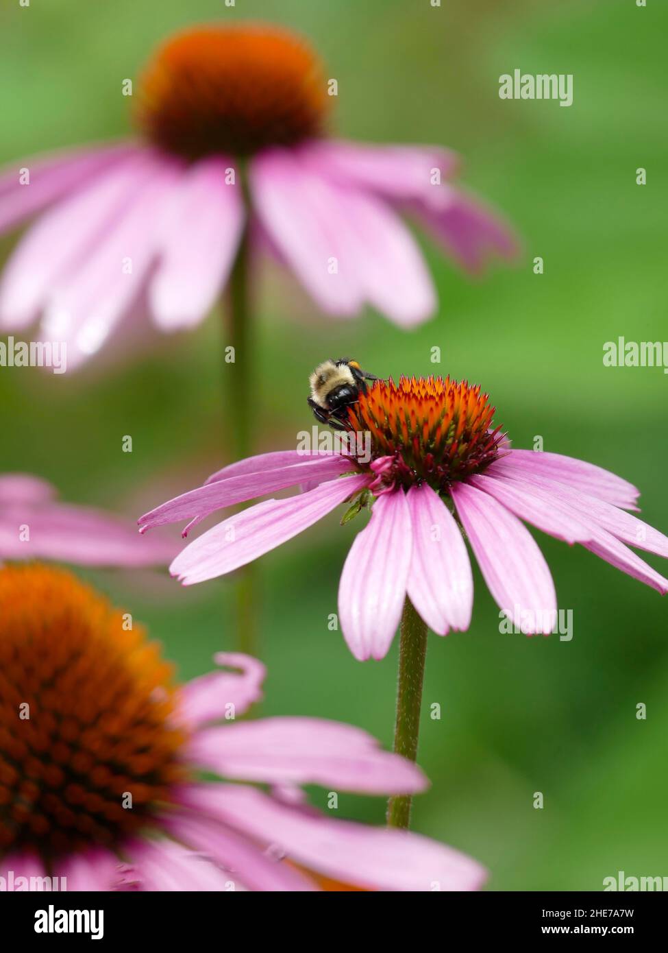 Bumblebee e testa di fiore di Echinacea rosa, impollinating, foto di scorta selettiva di fuoco, ape di Bumble in un giardino che alimenta su un Coneflower Foto Stock