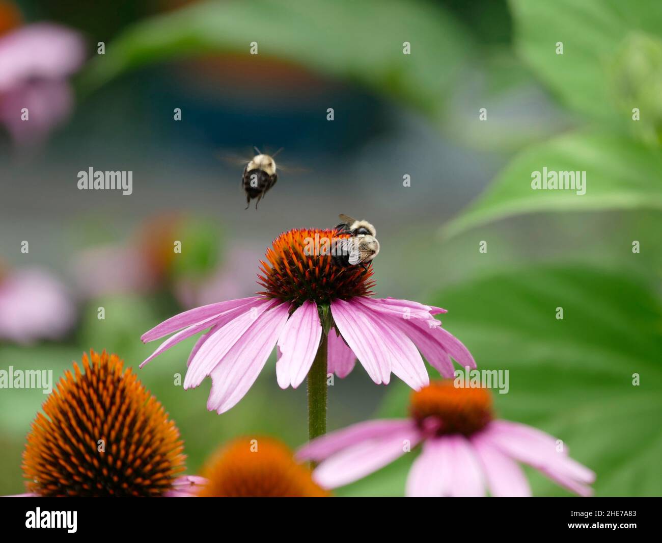 Bumblebee e testa di fiore di Echinacea rosa, Bee di Bumble volante, impollinating, foto di scorta selettiva di fuoco, due Bumblebee in un giardino Foto Stock