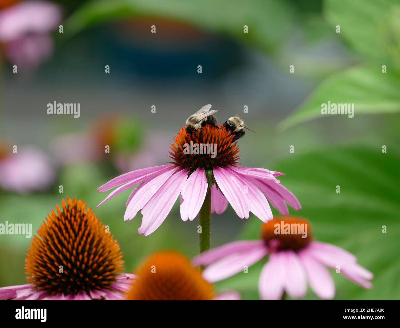 Bumblebee e testa di fiore di Echinacea rosa, impollinating, foto di scorta selettiva di fuoco, due Bumblebee in un giardino che si nutre su un Coneflower Foto Stock