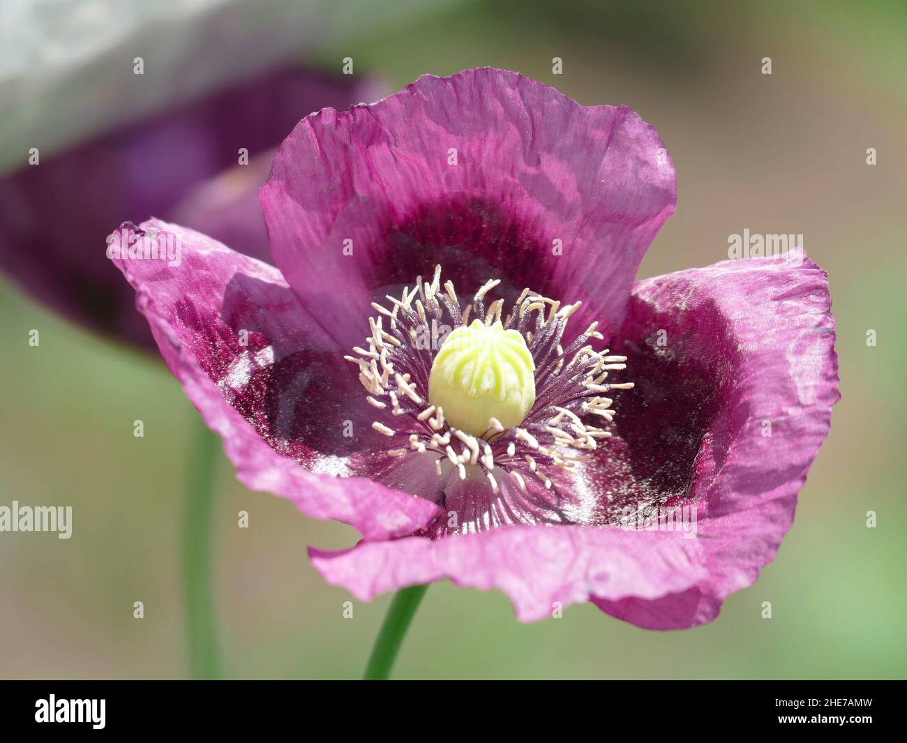 Oppio Poppy Papaver somniferum con petali viola di lavanda in un giardino Foto Stock