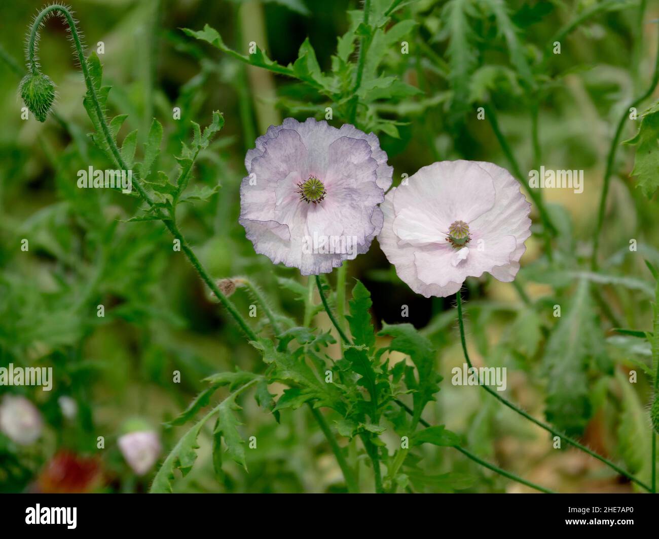 La bellezza dell'Amazing Grey Shirley poppy mostra una delicata palette lavanda fumé che porta un tocco di eleganza raffinata al giardino. Foto Stock