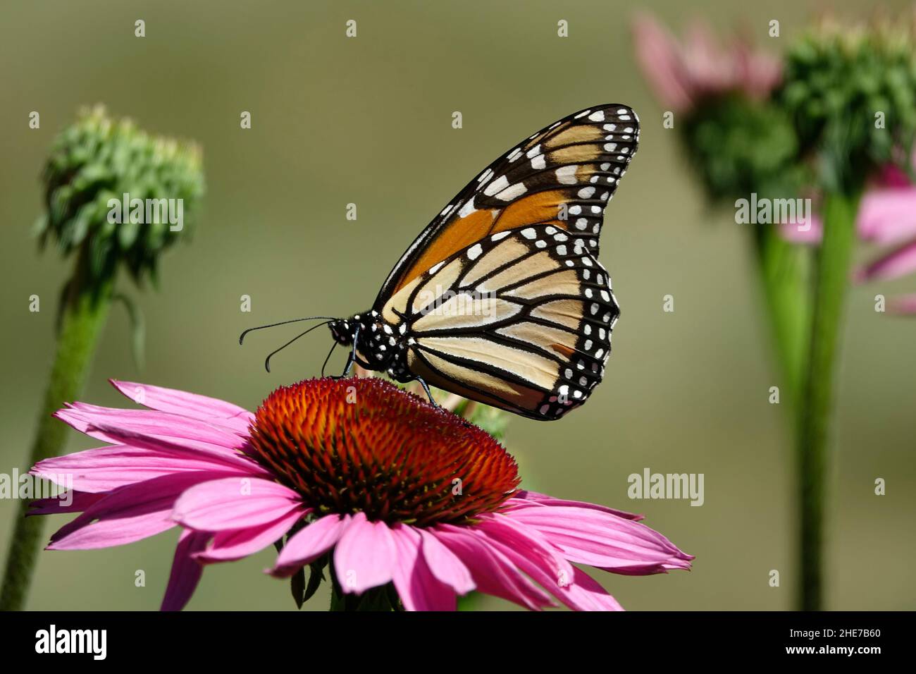 Bella farfalla Monarch su testa di fiore rosa Echinacea, impollinando, fuoco selettivo Stock Photo, farfalle in un giardino atterraggio su Coneflower Foto Stock