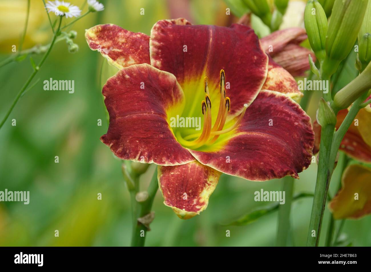 Hemerocallis Daylily Daylilies petali rossi Centro giallo zona gola dell'occhio conosciuta anche come Passione per il rosso, Ruby persiano, Ruby Stella, nel giardino di primavera Foto Stock