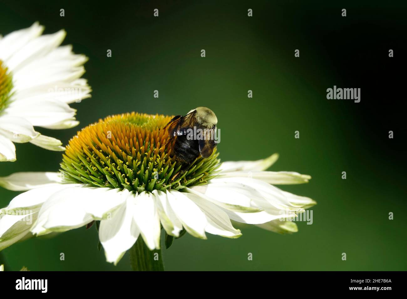 Bumblebee e PowWow White Echinacea Flower Head, impollinating, Selective Focus Stock Photo, Bumble ape in a Garden nutrimento su un Coneflower Foto Stock