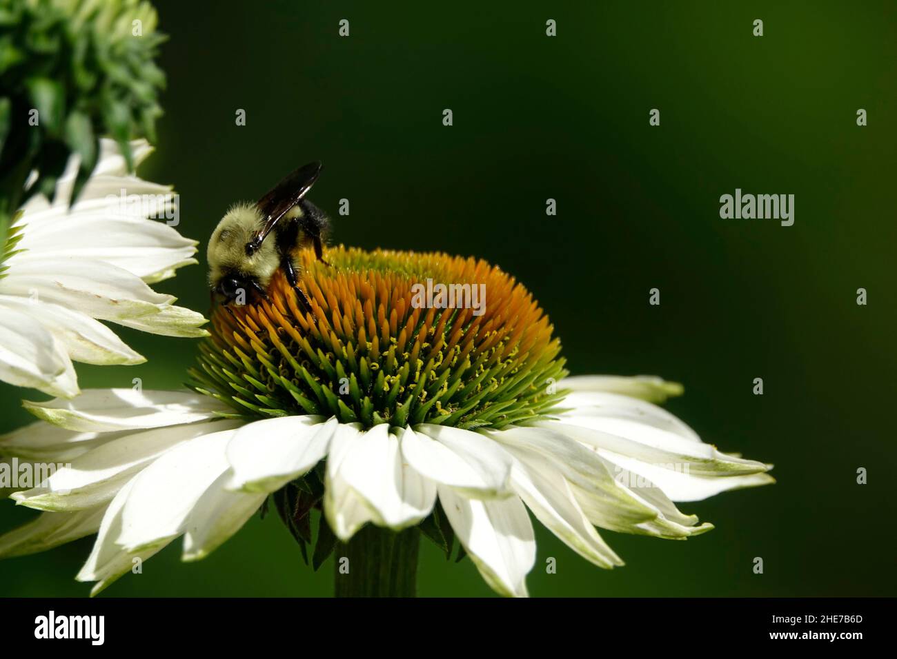 Bumblebee e PowWow White Echinacea Flower Head, impollinating, Selective Focus Stock Photo, Bumble ape in a Garden nutrimento su un Coneflower Foto Stock