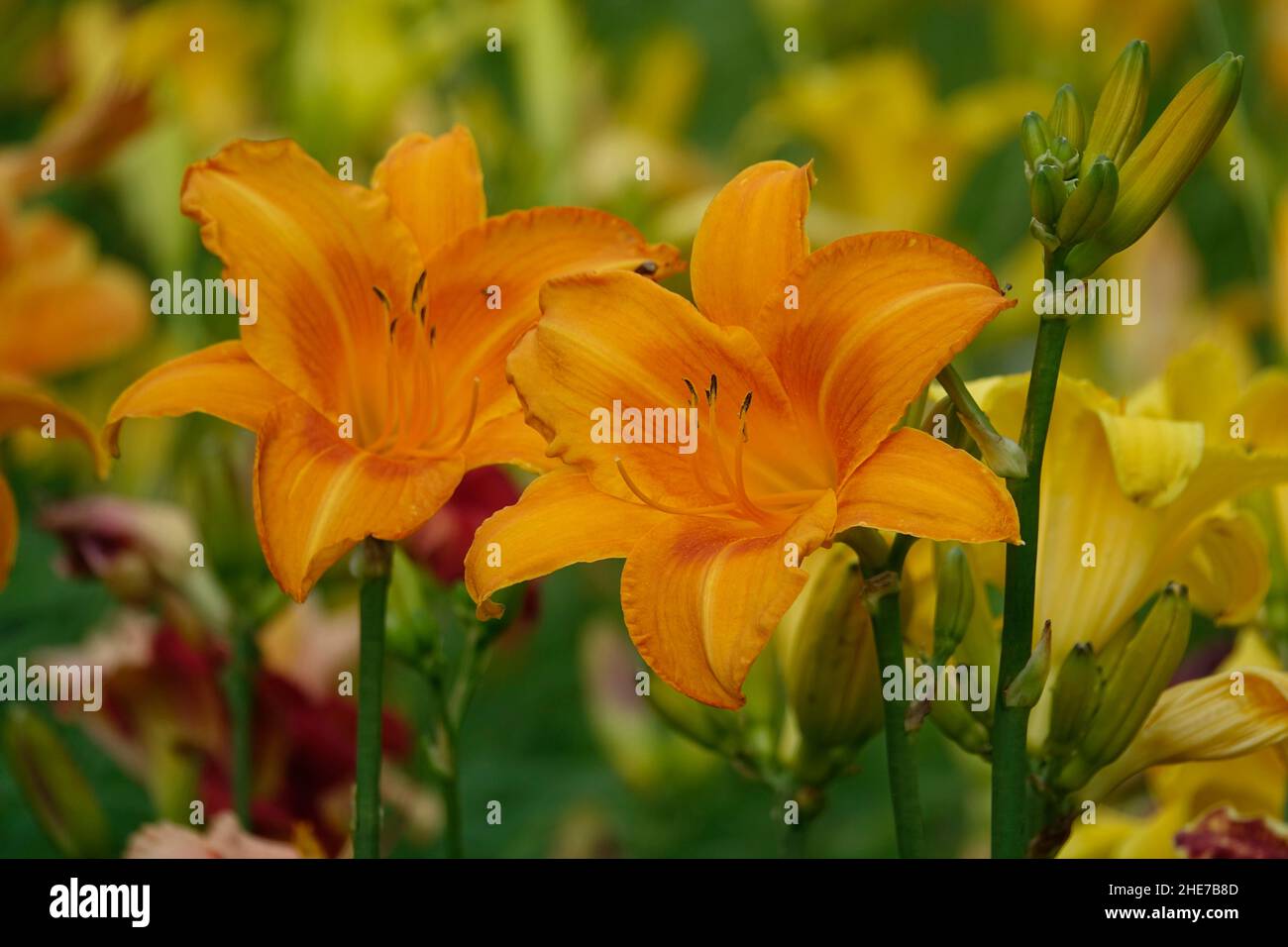 Gigli d'arancia Daygigli Hemerocallis fulva giglio tawny, giglio di mais, giglio di tigre, giglio fulvous, giglio di fossato, Quarto di giglio di luglio, o giglio di strada Foto Stock