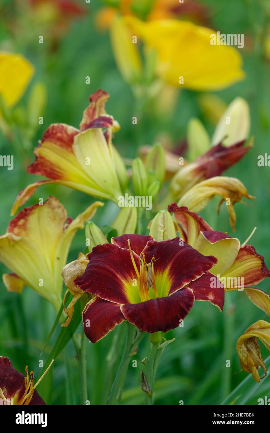 Hemerocallis Daylily Daylilies petali rossi Centro giallo zona gola dell'occhio conosciuta anche come Passione per il rosso, Ruby persiano, Ruby Stella, nel giardino di primavera Foto Stock