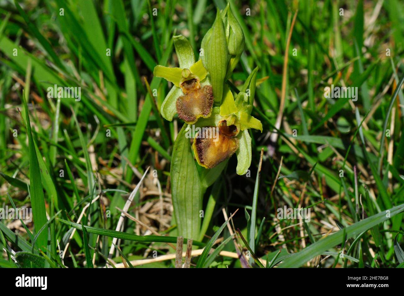 Early Spider Orchid 'Ophrys sphegodes', Fiori da marzo a maggio, Cliff top habitat, fiori giovani, Purbeck, Dorset, Regno Unito. Foto Stock