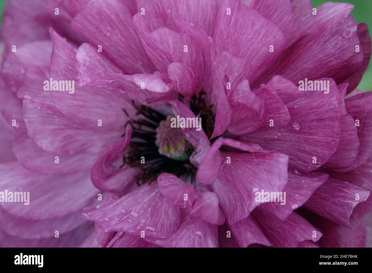 Rugiada su Purple Persian Buttercup, Ranunculus asiaticus fiore in un giardino Foto Stock