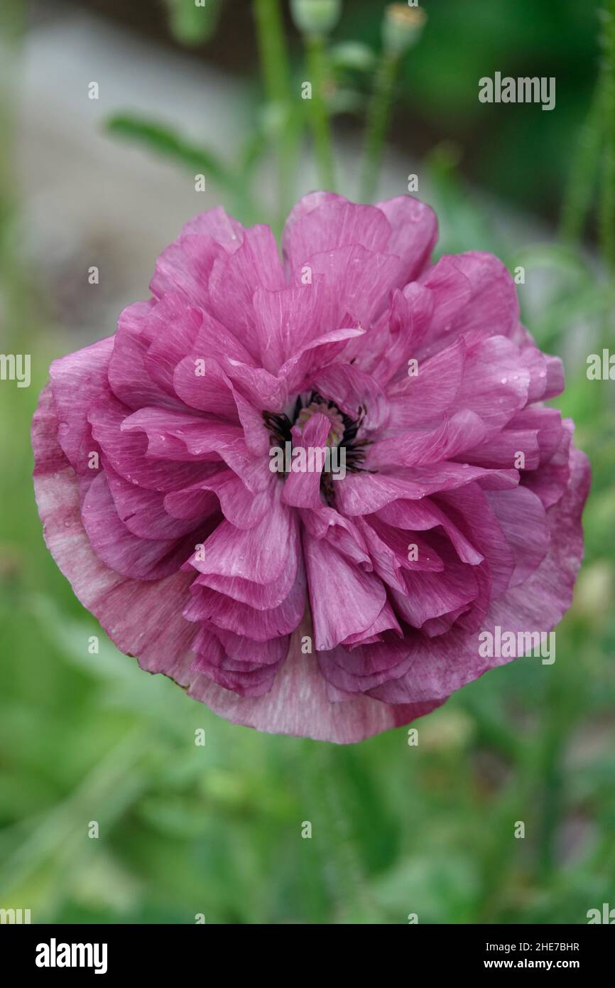 Coppa di Buttercup viola persiana, fiore Ranunculus asiaticus in un giardino Foto Stock