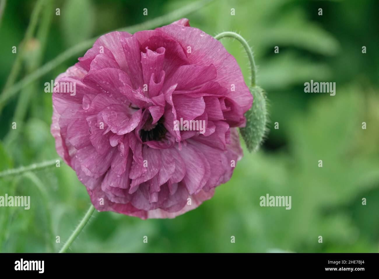 Coppa di Buttercup viola persiana, fiore Ranunculus asiaticus in un giardino Foto Stock