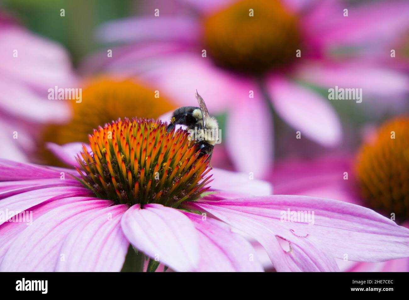 Bumblebee e testa di fiore di Echinacea rosa, impollinating, foto di scorta selettiva di fuoco, ape di Bumble in un giardino che alimenta su un Coneflower Foto Stock