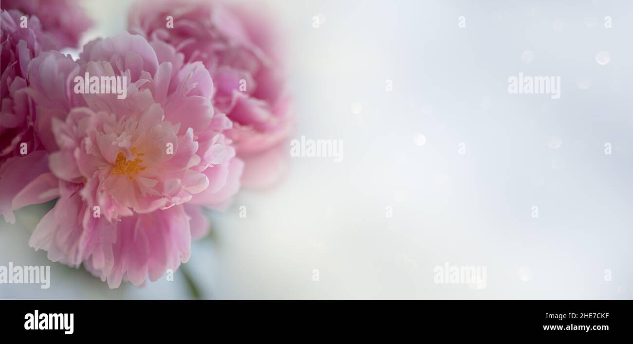 Peonia rosa pallido su sfondo bianco. Biglietto d'auguri per compleanno, Mamma, San Valentino, Festa delle Donne. Foto Stock