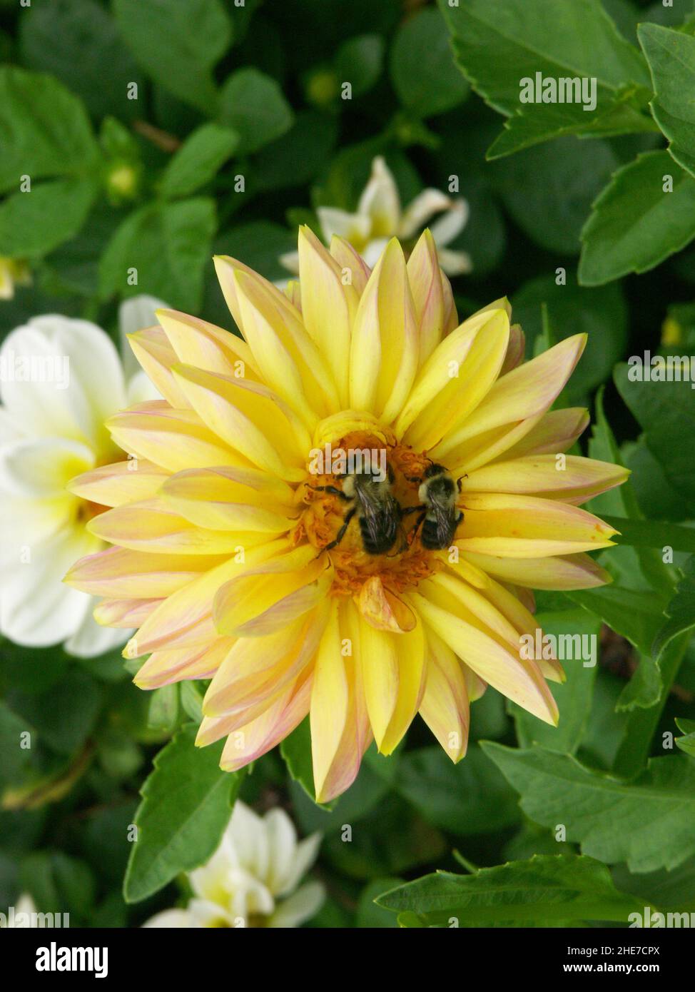 I dahlias delle ninfee con petali di colore giallo brillante con punte rosa e il centro di polline arancione attrae due bumblebee che impollinano in un giardino di Dahlia Foto Stock