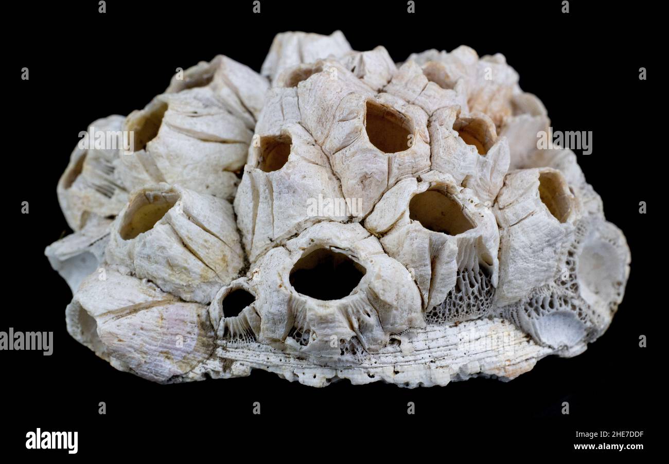 Una foto di un alabastro e di uno sfondo nero Foto Stock