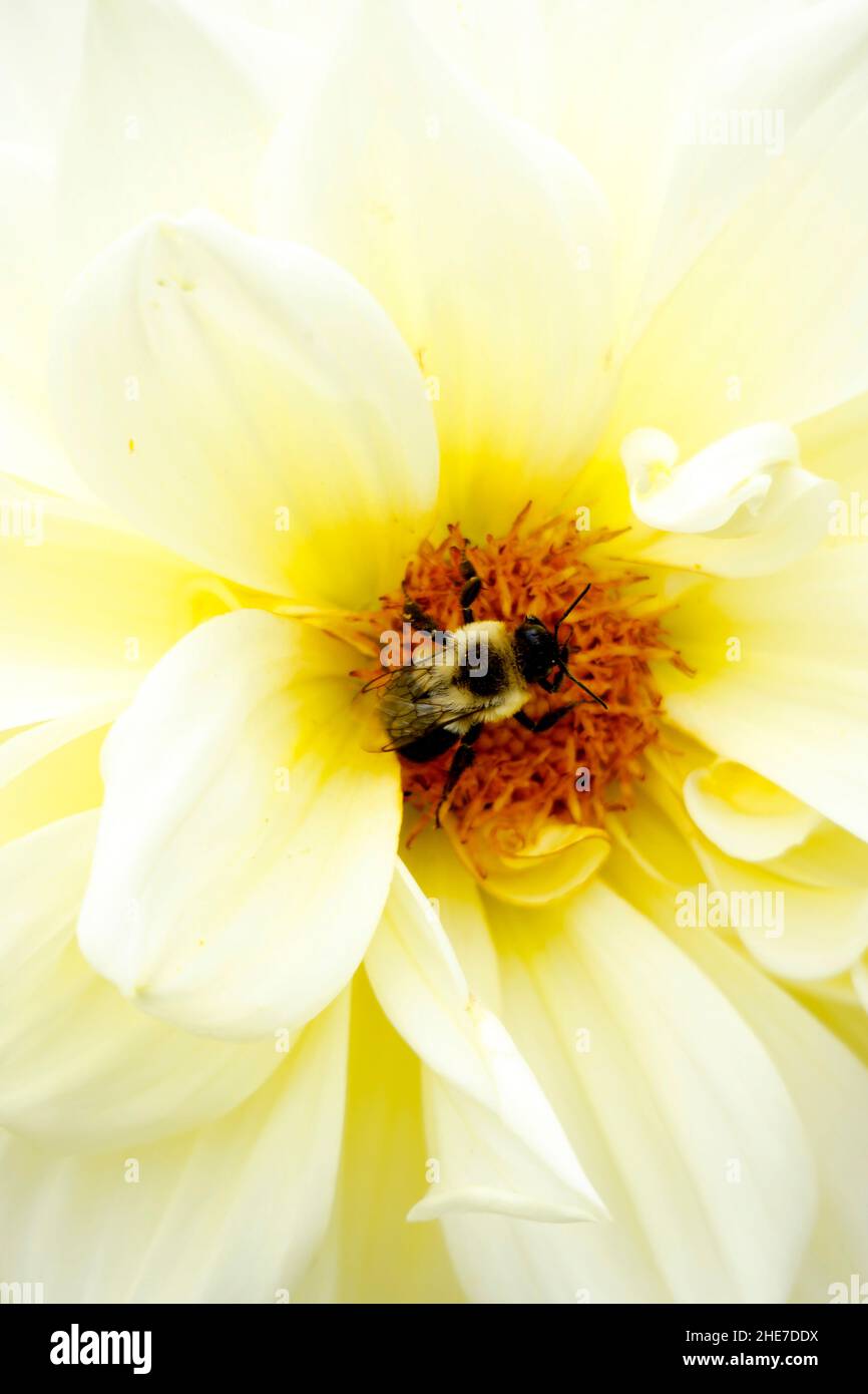 Primo piano i dahlias del giglio con i petali gialli bianchi e un centro giallo del polline attrae un Bumblebee impollinating in un giardino di Dahlia, Micro Foto Stock