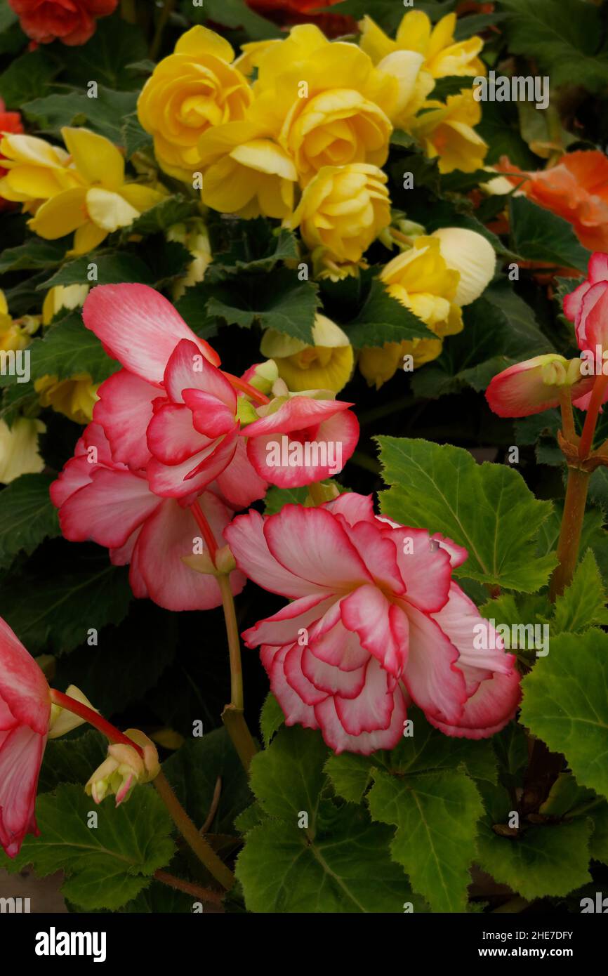 Bianco / Pink Picotee Begonia tuberi con bordi rossi con Begonias giallo Double Blossoms, Roseform Flowers, Ruffled petals, Tuberhybrida Foto Stock