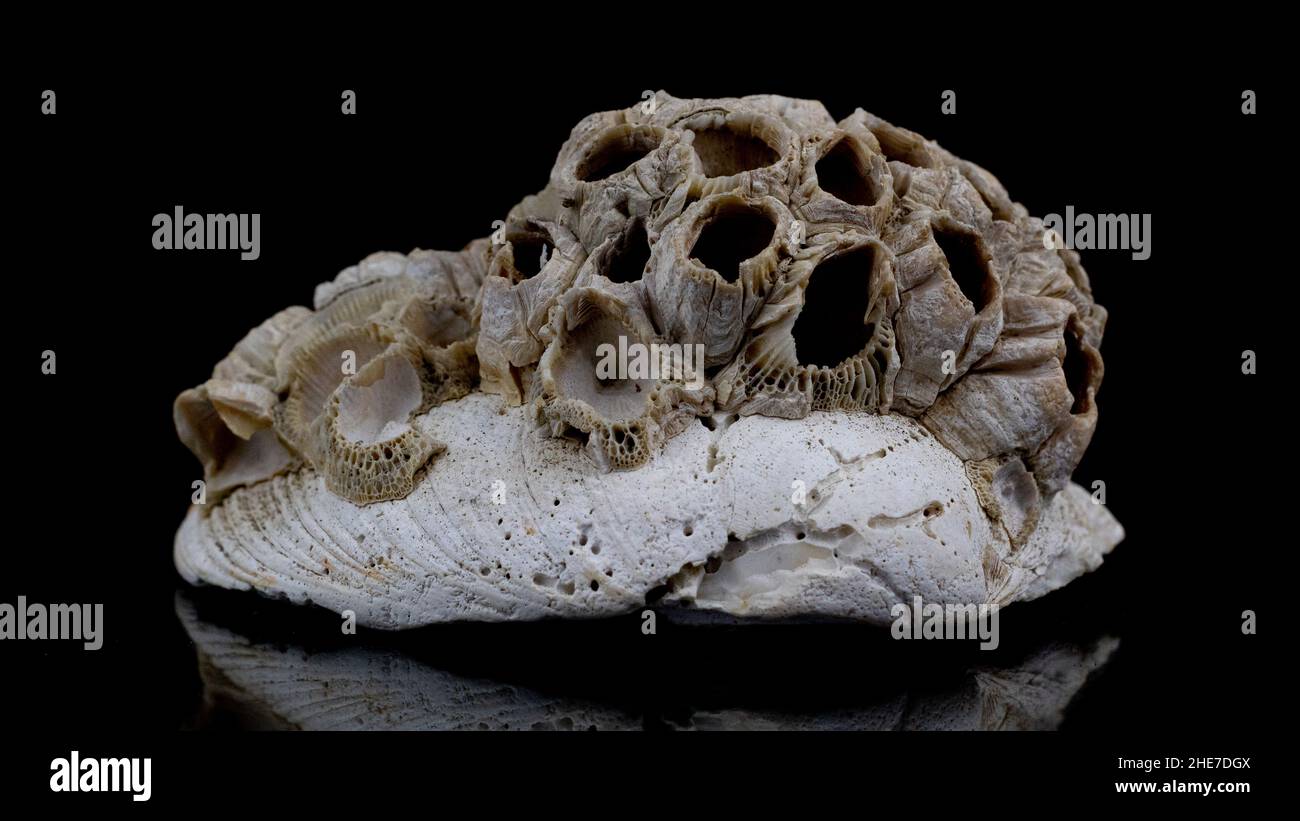 Foto di un alabastro e sfondo nero Foto Stock