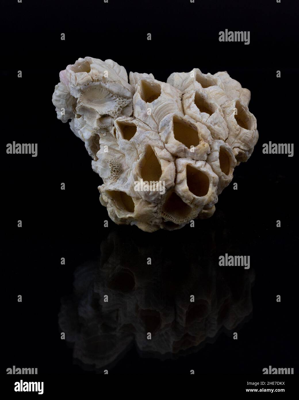 Foto di un alabastro e sfondo nero Foto Stock