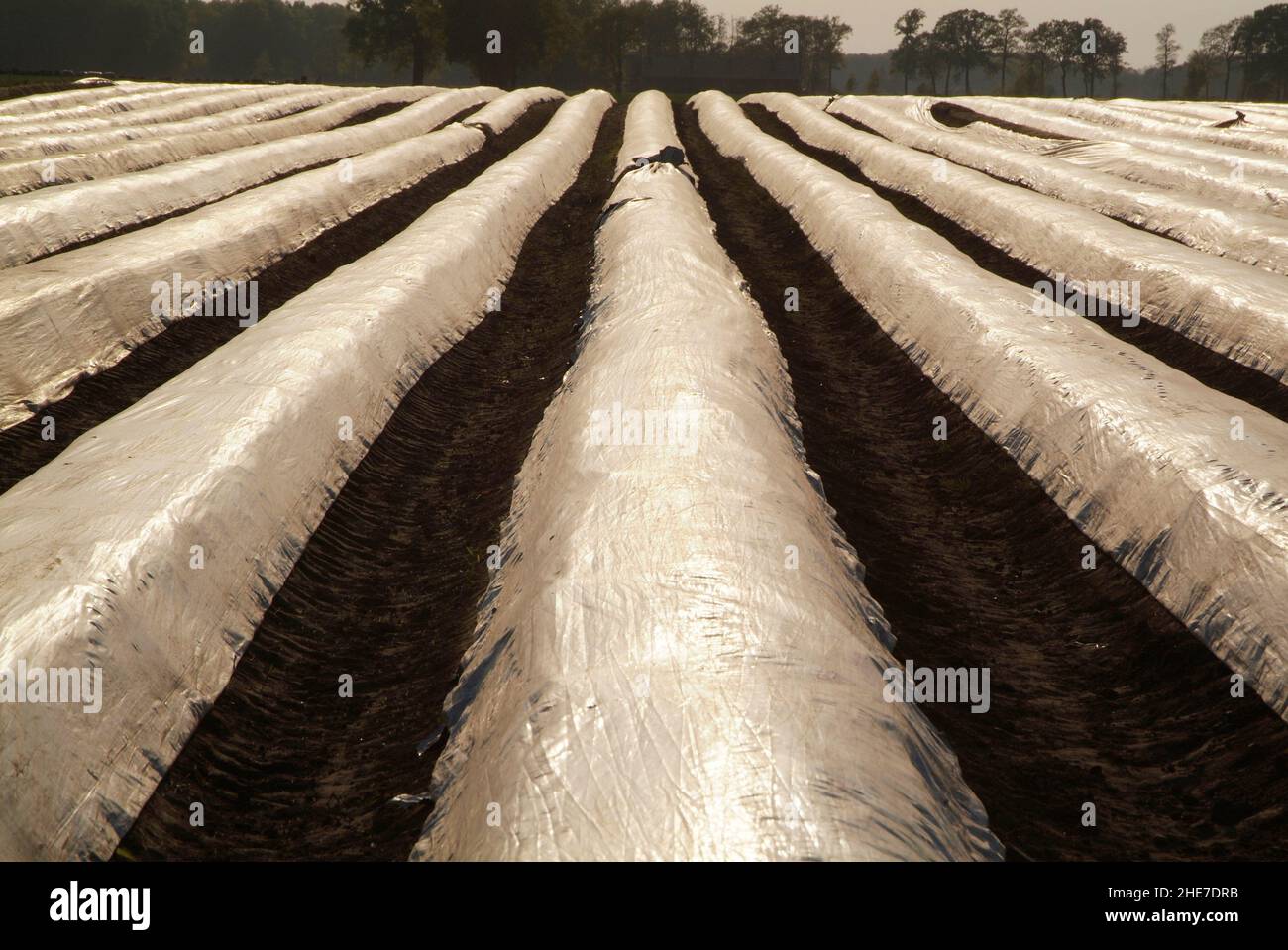 Spargelfeld mit Folie | campo di asparagi ricoperto di foil Foto Stock