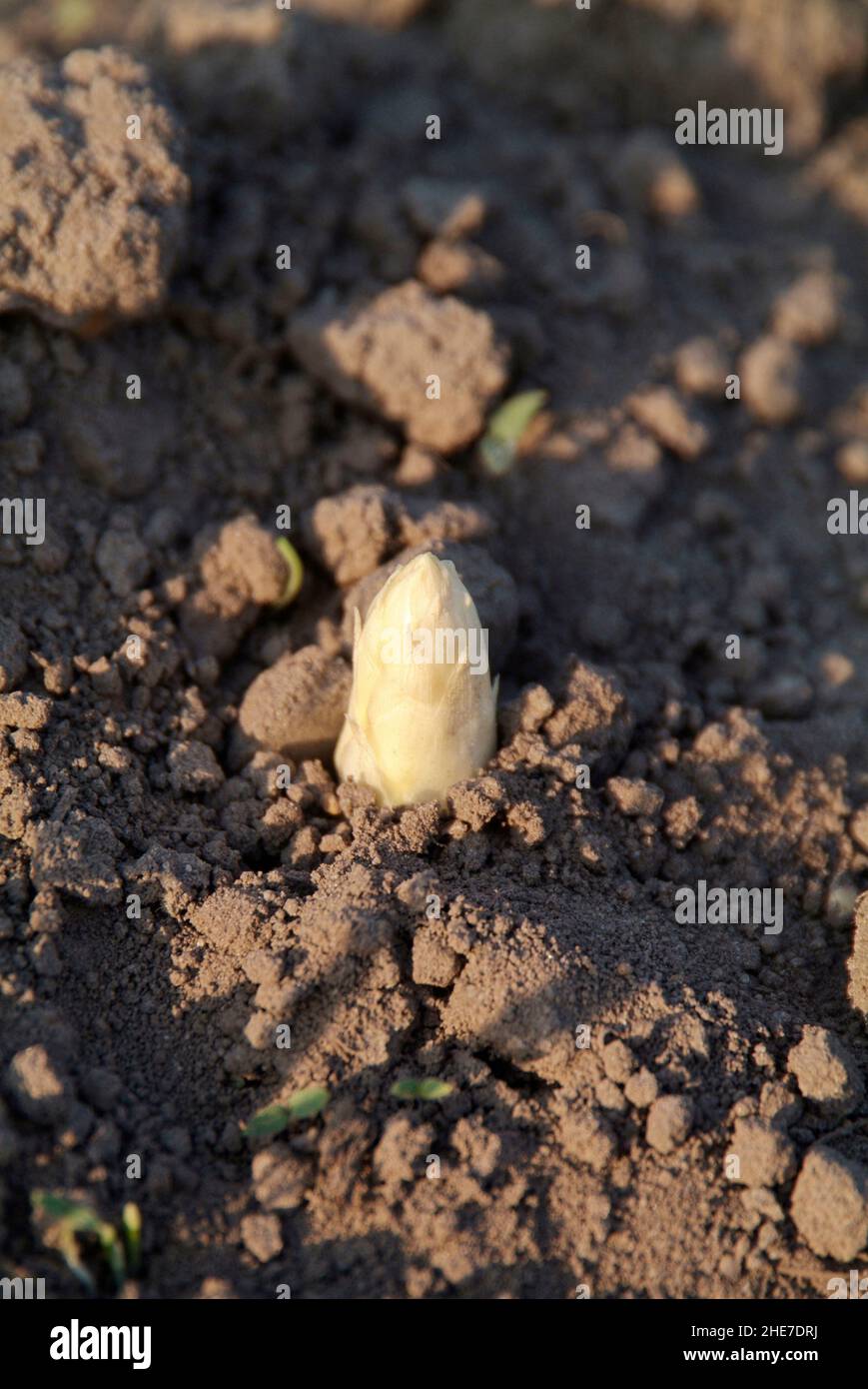 Spargelfeld, Spargel kommt aus dem Boden | campo di asparagi, asparagi uscenti dal letto Foto Stock