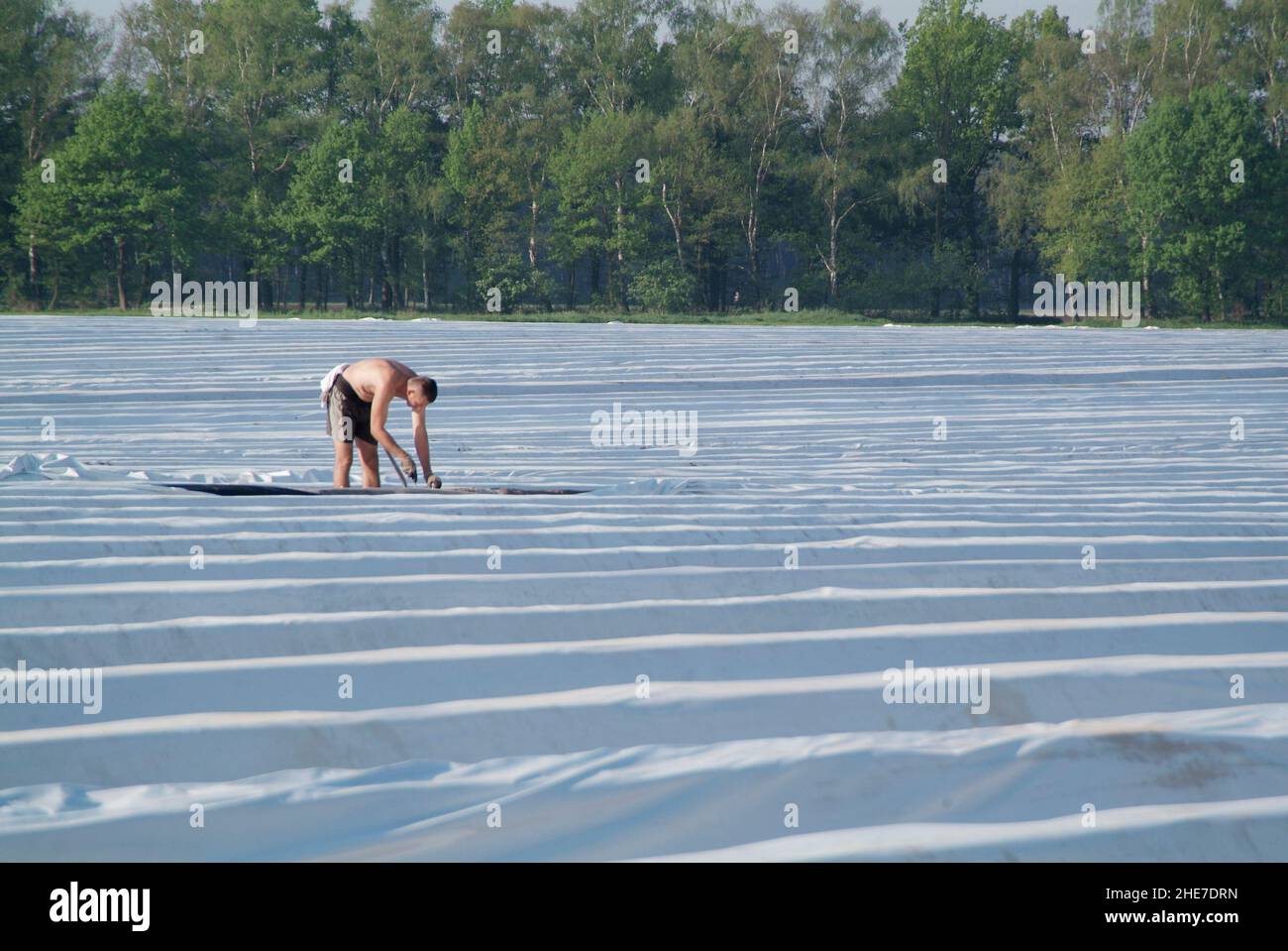 Spargelfeld, polnische Arbeiter beim Spargelstechen | campo di asparagi , operai polacchi che tagliano gli asparagi Foto Stock