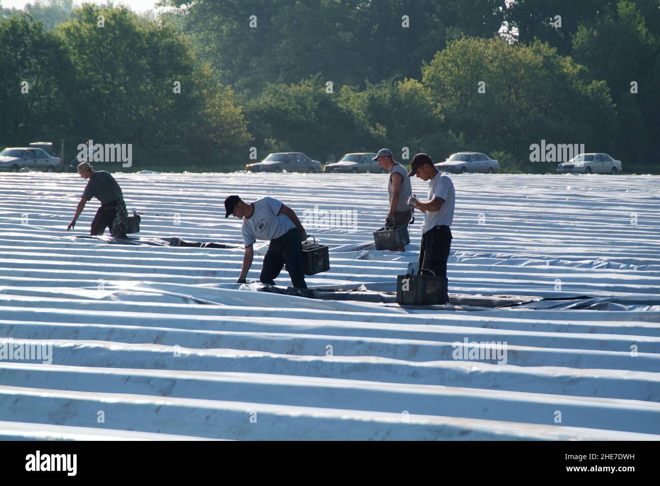 Spargelfeld, polnische Arbeiter beim Spargelstechen | campo di asparagi , operai polacchi che tagliano gli asparagi Foto Stock