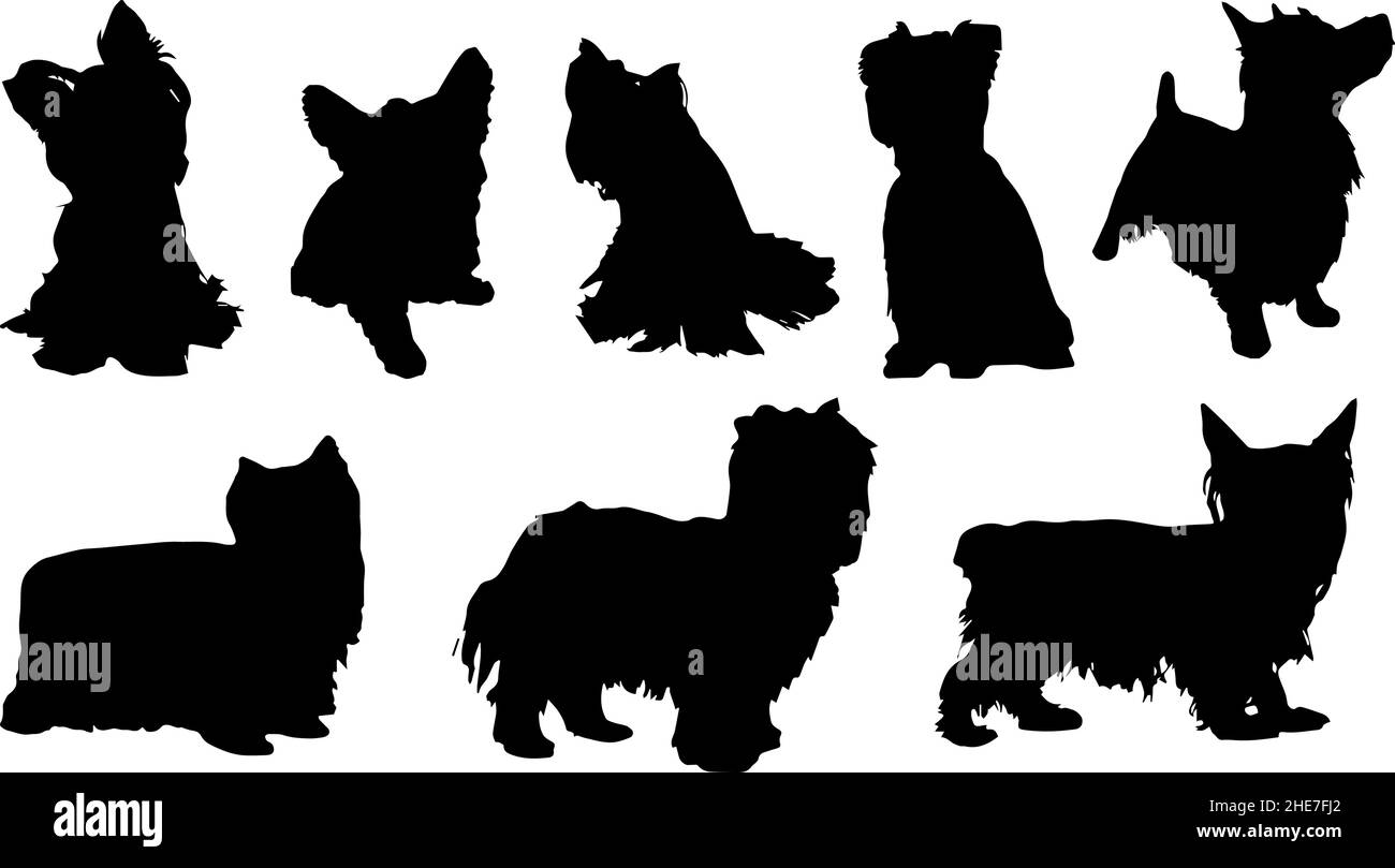 yorkshire terrier cane silhouette bundle svg Illustrazione Vettoriale