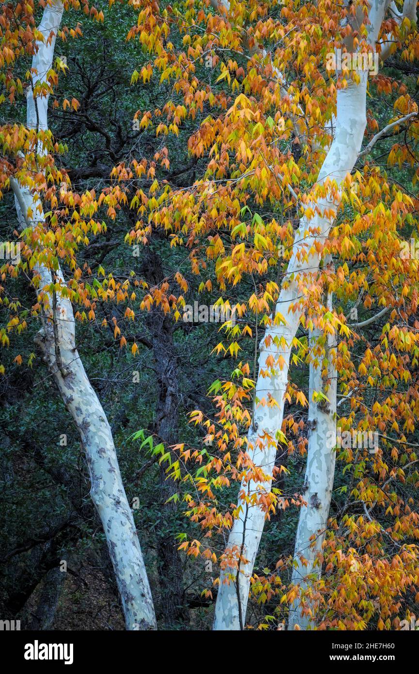 Arizona Sycamore albero in autunno colore; Chiricahua Montagne, Coronado National Forest, Arizona. Foto Stock