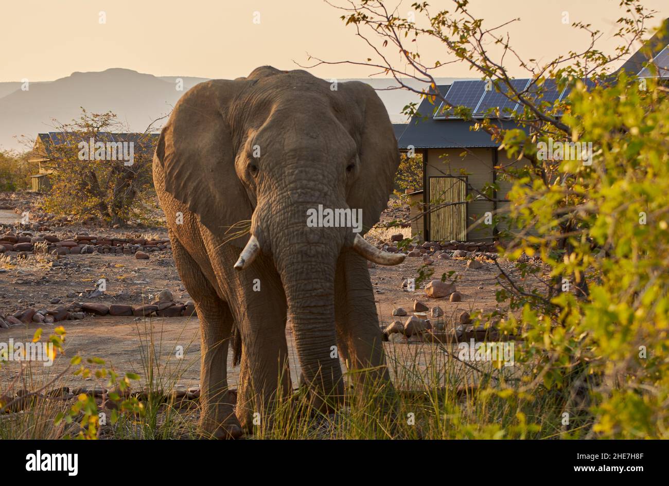 Elefante africano (Loxodonta africana) vagare intorno alla zona residenziale al tramonto in Namibia, Africa. Foto Stock