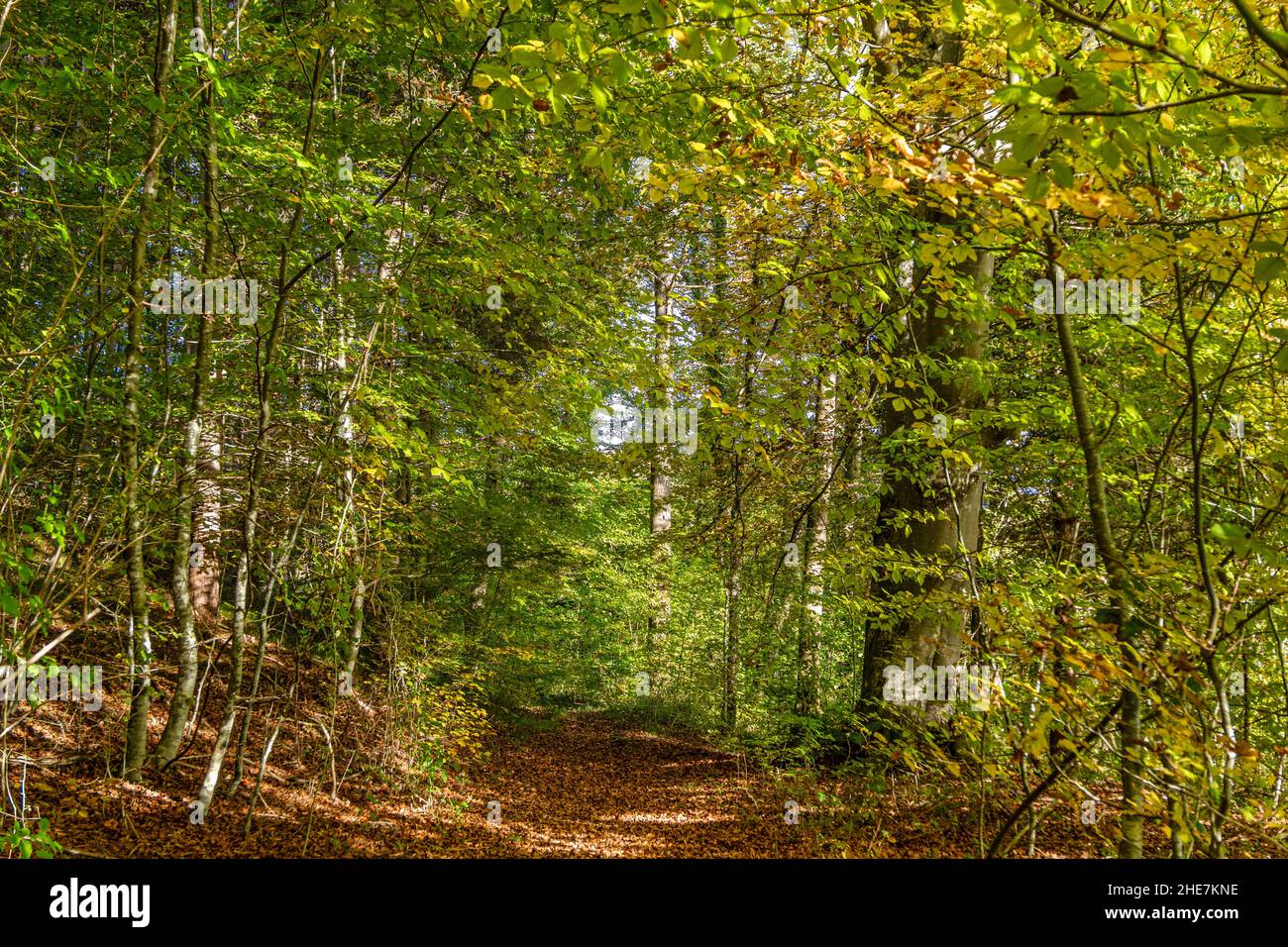 Sentiero escursionistico attraverso una foresta in autunno, Baviera, Germania Foto Stock