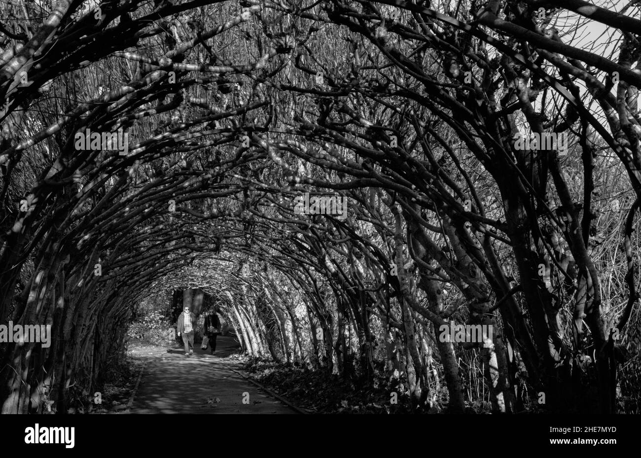 Bianco e nero, Monocromo di persone a piedi in Un tunnel di alberi di lime fuori Christchurch Priory, Christchurch in inverno, Regno Unito Foto Stock