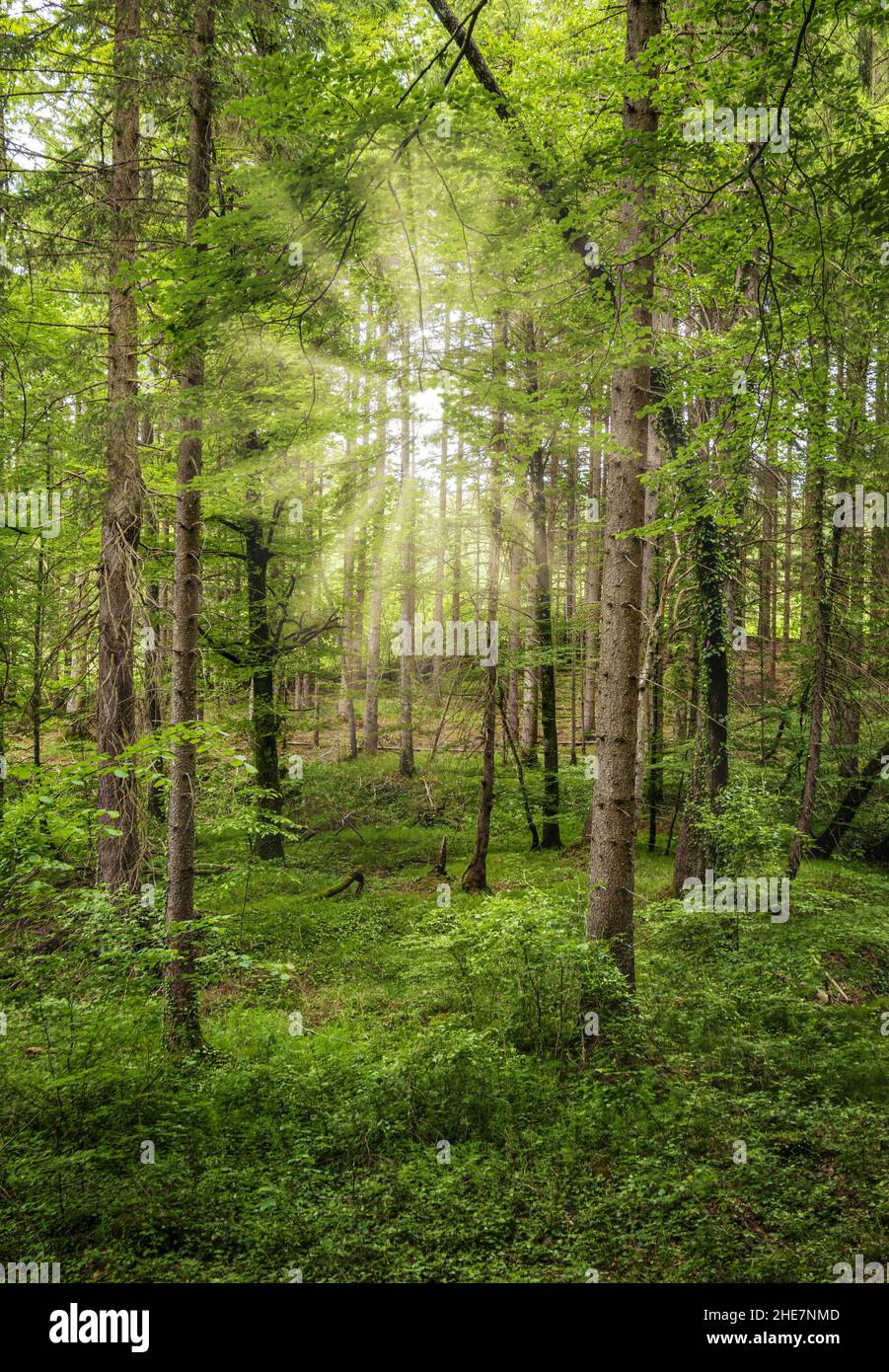 La luce del sole in un bosco misto, Baviera, Germania Foto Stock